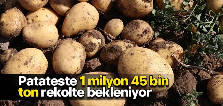 Patateste 1 milyon 45 bin ton rekolte bekleniyor