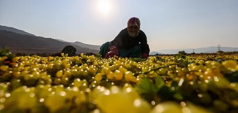 Sultani üzüm hasadı erken başladı