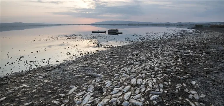 Volos'ta binlerce ölü balık yüzeyde