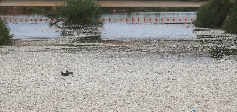 Volos'ta ölü balık nedeniyle OHAL