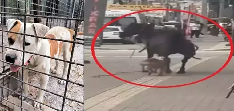 Ata saldıran pitbull barınağa teslim edildi