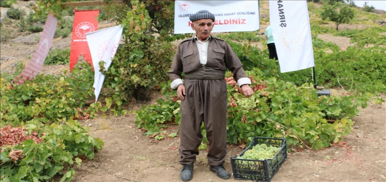 "Behdini Üzümü Hasat Şenliği" düzenlendi