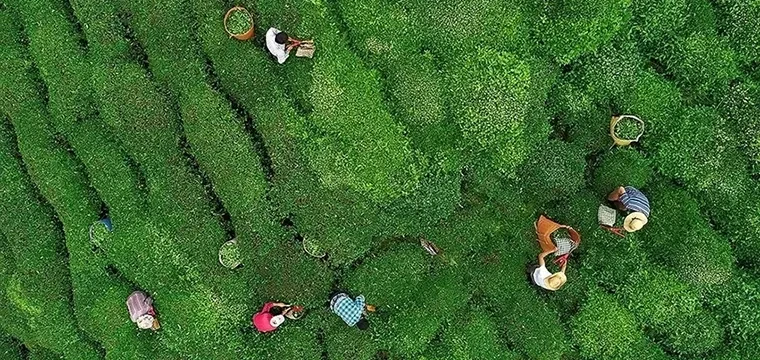 ÇAYKUR'dan kota açıklaması