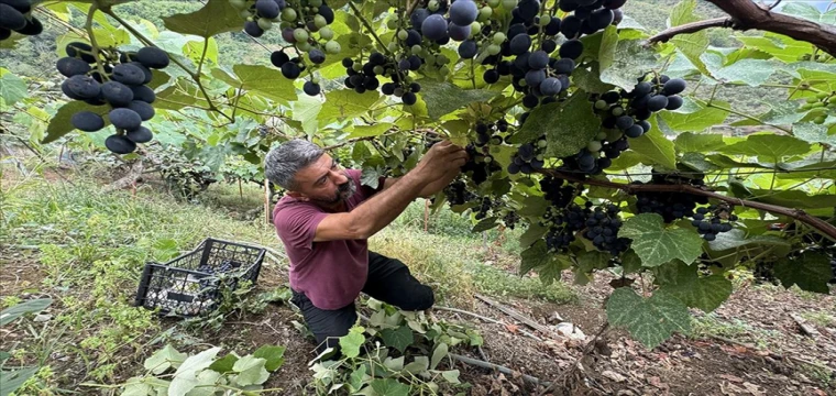 İsabella üzümünün sofralara yolculuğu başladı