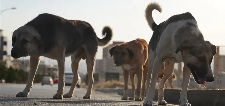 Süleymaniye'de sahipsiz köpekler tehlike oluşturuyor