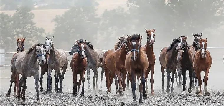 TİGEM, 15 Arap tayı satacak