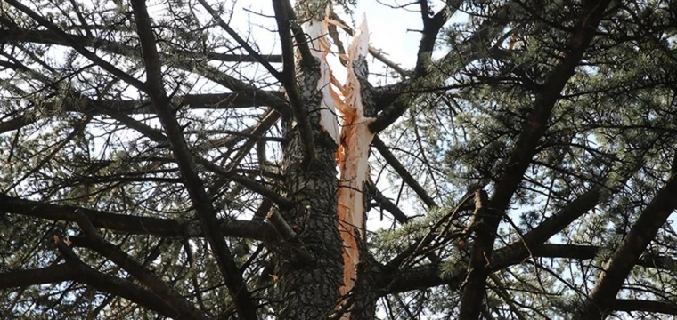 Yıldırımın çam ağacını ortadan ikiye ayırdı