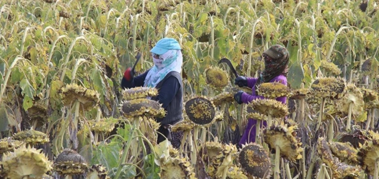 Ağrı Ovası'nda ayçiçeği hasadı sürüyor