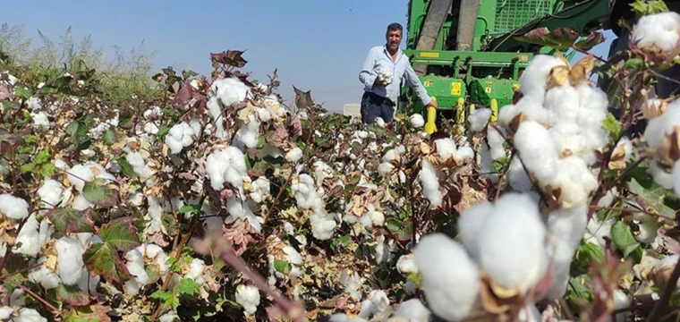 Araban Ovası'nda pamuk hasadı başladı