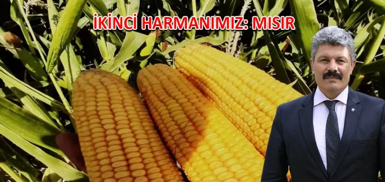 İkinci harmanımız: Mısır