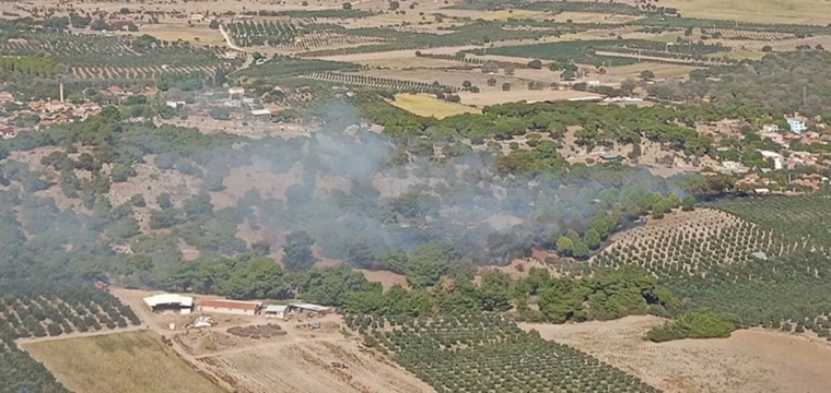 İzmir'de tarla yangını ormana sıçradı