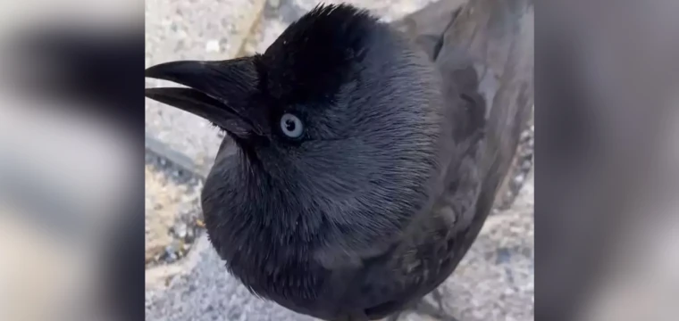 Karga ile videosu viral olan Azra, şikayet üzerine ifade verdi