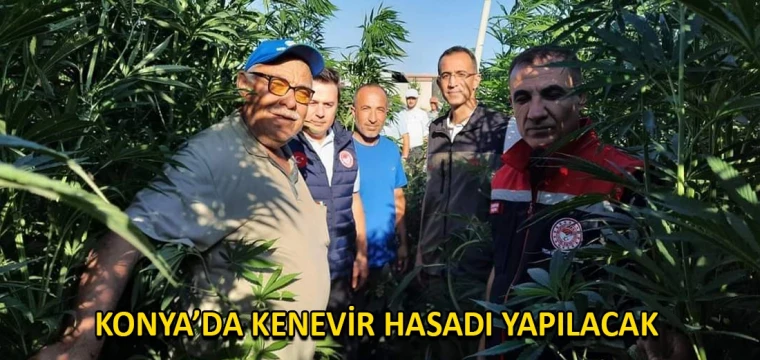 Konya’da kenevir hasadı yapılacak