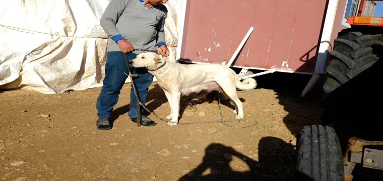 Köpekler dehşeti yaşattı; 12 dikiş atıldı