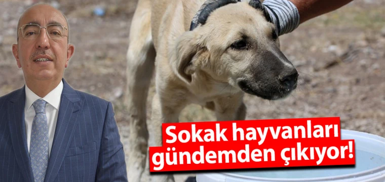 Sokak hayvanları gündemden çıkıyor!