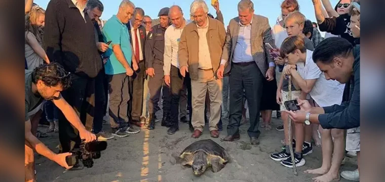 Tedavisi biten 3 deniz kaplumbağası denize salındı