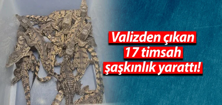 Valizden çıkan 17 timsah şaşkınlık yarattı!