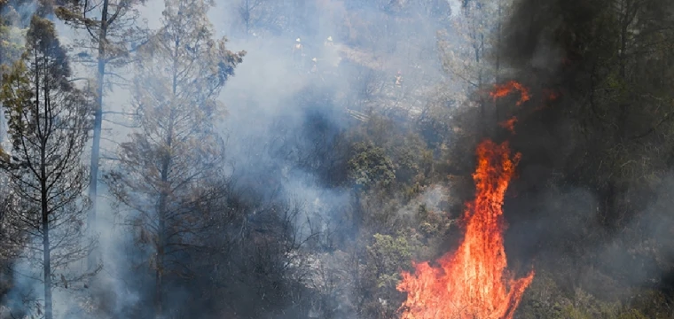 California'daki orman yangınında 132 yapı yok oldu