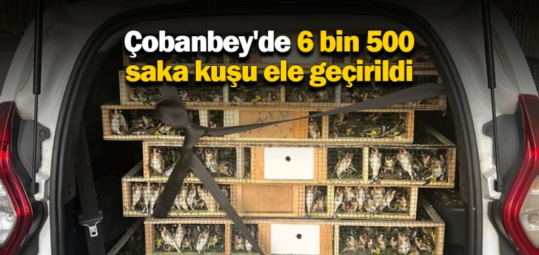 Çobanbey'de 6 bin 500 saka kuşu ele geçirildi