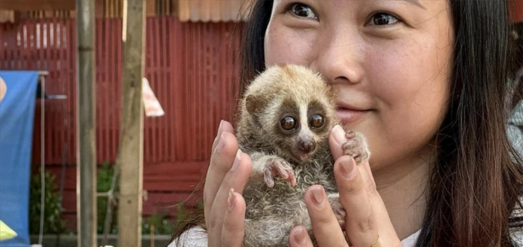 Nesli tükenme tehlikesindeki 'yavaş Loris', Bangkok'ta turistlere sunuluyor