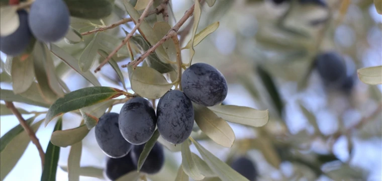 Tekirdağ'da zeytin hasadı sürüyor