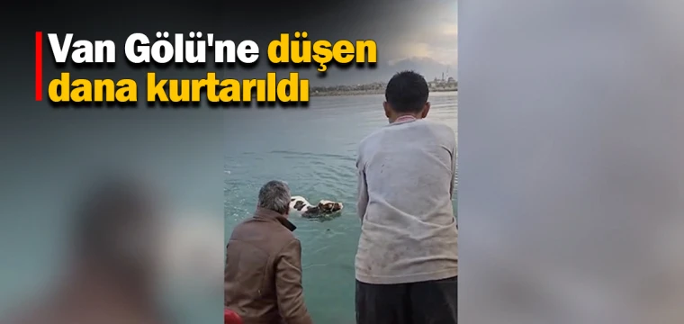 Van Gölü'ne düşen dana kurtarıldı