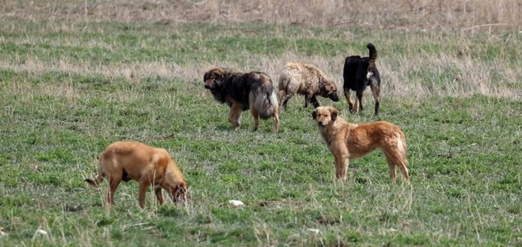 Bodrum'da köpekler 600 tavuğu telef etti