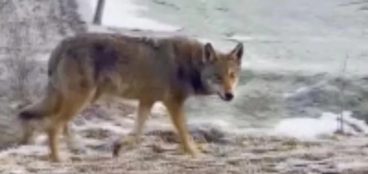 Bolu'da yola inen kurt görüntülendi