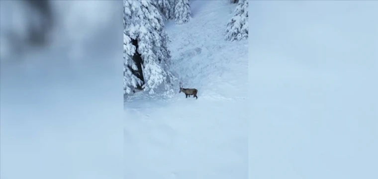 Ilgaz Dağı'nda beslenen kızılgeyik dronla görüntülendi