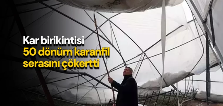 Kar birikintisi 50 dönüm karanfil serasını çökertti