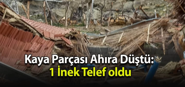 Kaya Parçası Ahıra Düştü: 1 İnek Telef oldu