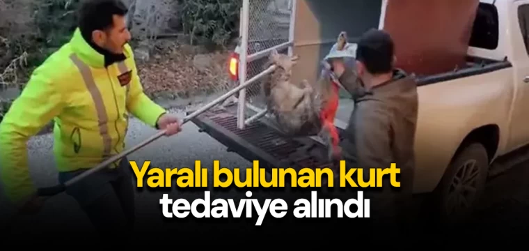 Yaralı bulunan kurt tedaviye alındı