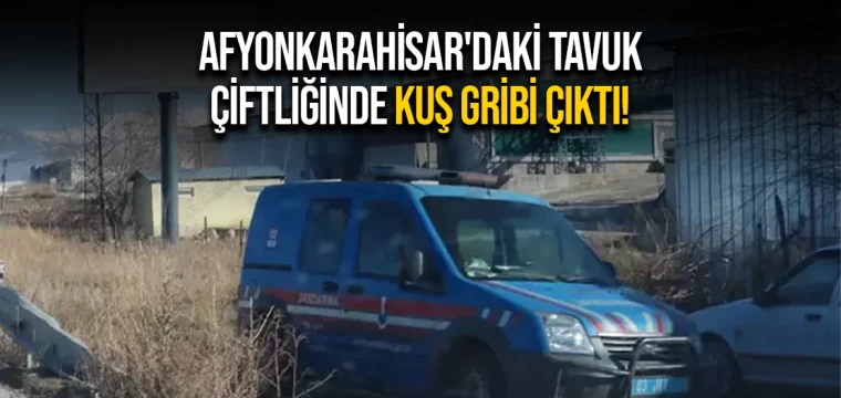 Afyonkarahisar'daki tavuk çiftliğinde kuş gribi çıktı!