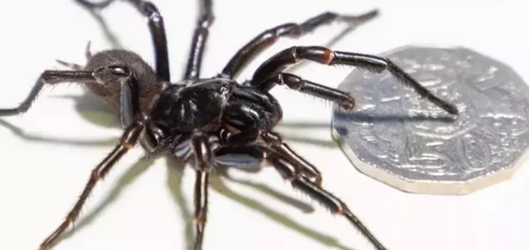 Avustralya'da yeni bir örümcek türü keşfedildi