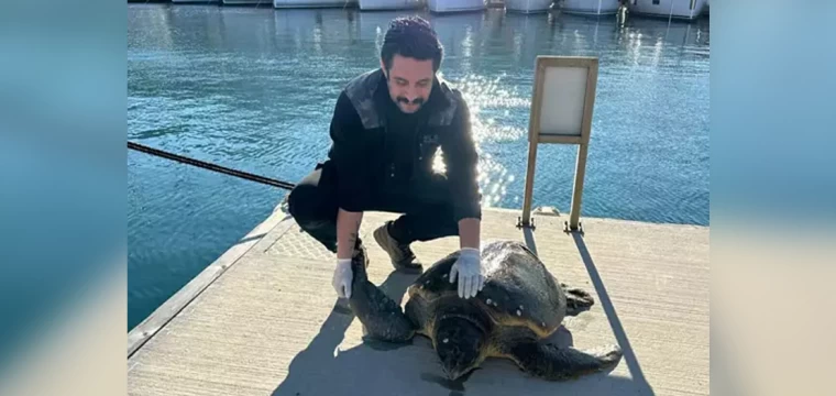 Muğla’da yaralı caretta caretta, tedaviye alındı