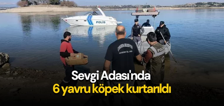 Sevgi Adası'nda 6 yavru köpek kurtarıldı