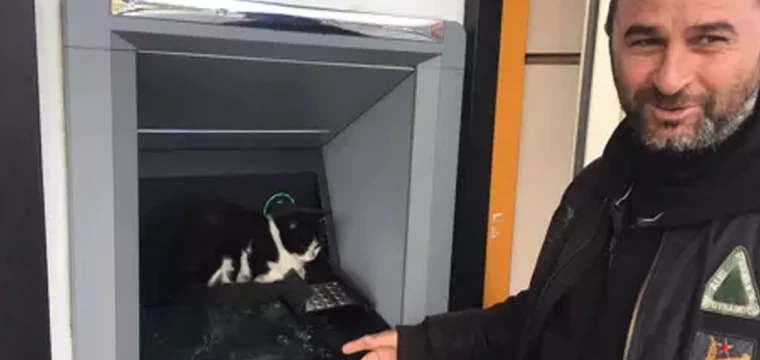 Soğukta ATM'ye sığınan kedi, işlem yapanları bekletti