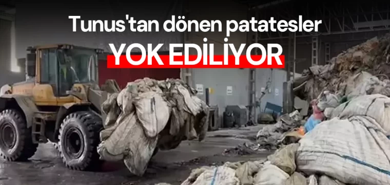 Tunus'tan dönen patatesler yok ediliyor