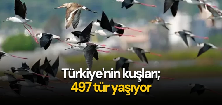 Türkiye'nin kuşları; 497 tür yaşıyor