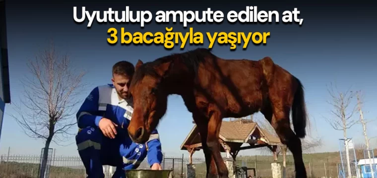 Uyutulup ampute edilen at, 3 bacağıyla yaşıyor