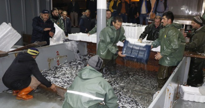 Karadeniz'den hamsi fışkırdı