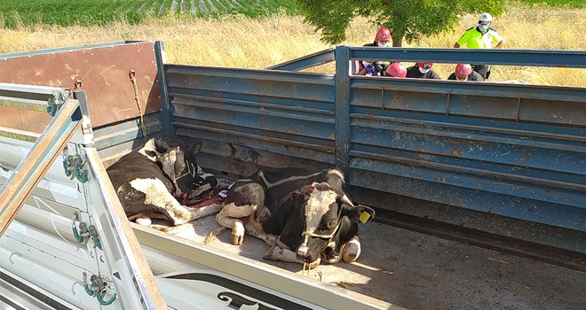 Konya'da feci kaza, karı-koca öldü, bir kişi yaralandı