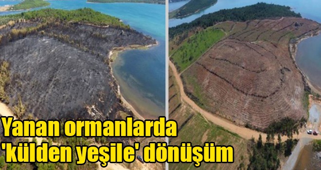 Yanan ormanlarda 'külden yeşile' dönüşüm