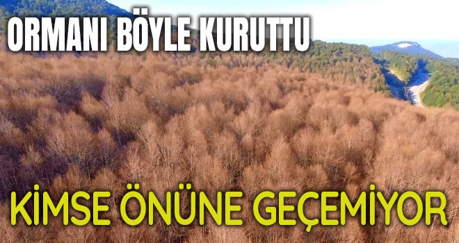 Tırtıllar ormanı böyle kuruttu...