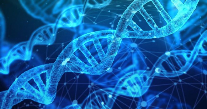 DNA yaşam süresi hakkında ipuçları veriyor