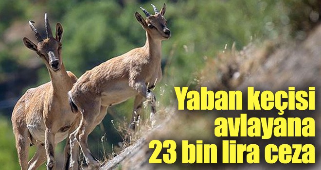 Yaban keçisi avlayana 23 bin lira ceza