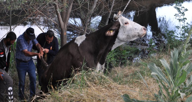 Sulama kanalına düşen inek kurtarıldı