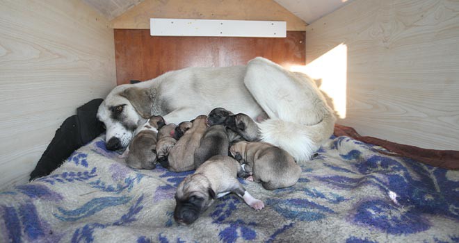 Sağlıkçılar, 11 köpek yavrusuna sahip çıktı