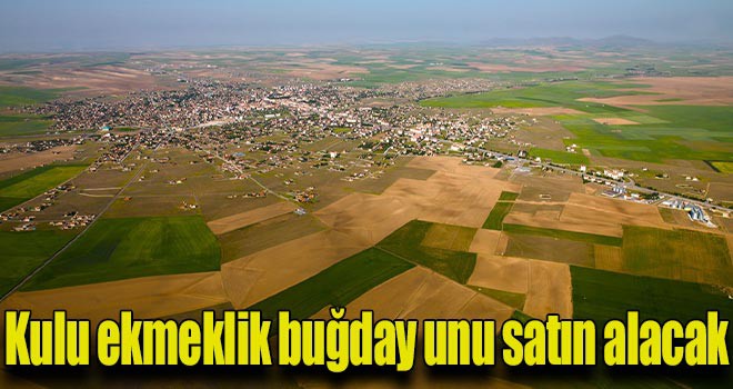 Kulu ekmeklik buğday unu satın alacak