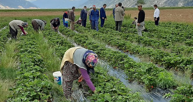 Derebucak'ta çilek hasadı başladı